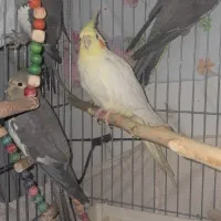 عروس هلندی. کبوتر کفتر