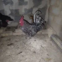 خروس سرحال بزرگ