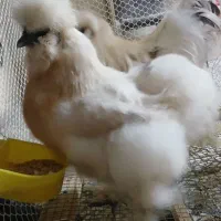 مرغ و خروس ابریشمی