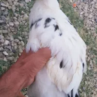 اردک فروشی