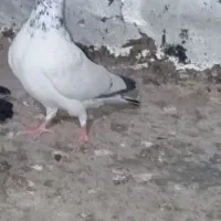 کفتر|پرنده|خرمشهر, |دیوار