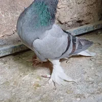 ابری.نر.دمگیر.ابربادی.کبوتر