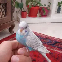 جوجه مرغ عشق فول رام و دستی