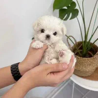 شیتزو عروسکی سایز 0 فی۴۷۰۰