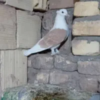 زرد|پرنده|اشکذر, |دیوار