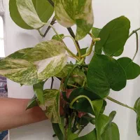 قلمه گل پتوس شاخه 20ت