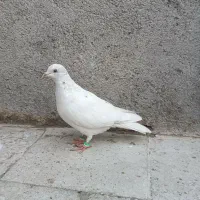 سار نر.سوسکی هفترنگ نر