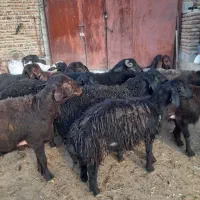 بره های نر برای قربانی