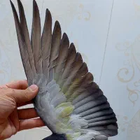 کفتر پرشی|پرنده|تهران, شهرک طالقانی|دیوار