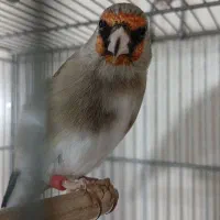 سهره دورگ کرمونی