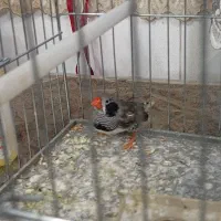 فروش فنچ لپ سیاه