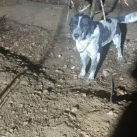 سگ سرابی نر|سگ|قره چای, |دیوار