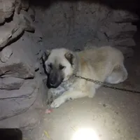 سگ سراب|سگ|داران, |دیوار