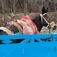 قاطر نرکی جوان|حیوانات مزرعه|نوشهر, |دیوار