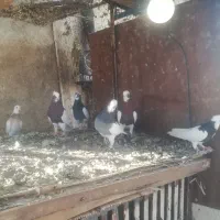 فروش 50عدد بهبهانی همه یکجا|پرنده|شیراز, رکن‌آباد|دیوار