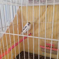 قناری نر ابلغ|پرنده|تربت‌حیدریه, قاسم آباد|دیوار