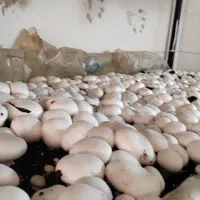 اجاره سالن کامل پروش قارچ بازدهی بالا داخل شهر