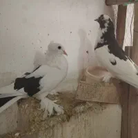 کفتر|پرنده|قم, نوبهار|دیوار