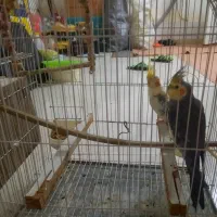 دو عدد طوطی عروس هلندی ۳۸۰۰ تومان