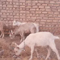 چهار راس بزغاله سانن اصیل ازمادران پرشیر|حیوانات مزرعه|تایباد, |دیوار