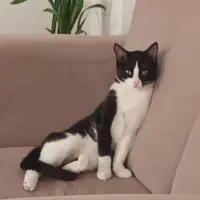 واگذاری گربه|گربه|کرج, شاهینویلا|دیوار