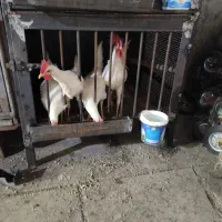 چهار عدد خروس ماشین ی