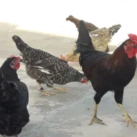 تعدادی مرغ جوان|حیوانات مزرعه|سرپل ذهاب, |دیوار