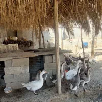 مرغ وخروس|حیوانات مزرعه|آبپخش, |دیوار