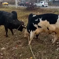 ورزا کوله چالوسی قوار دار استاندارد جهانی