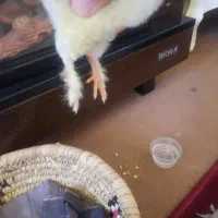 جوجه برهما و پا پرپر