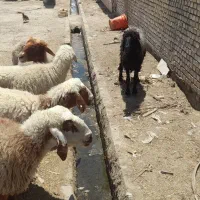 بره بز در شادگان الفلاحیه