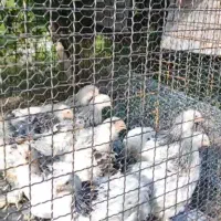 قفس آهنی بزرگ|لوازم جانبی حیوانات|سنندج, |دیوار