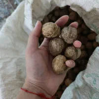 گردو|خوردنی و آشامیدنی|مشهد, قائم|دیوار