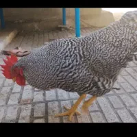 خروس امروک یک ساله