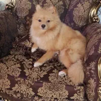 باهوش حرف گوش کن