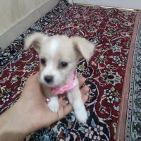 شیتزو مالتیز