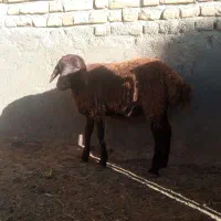 بره