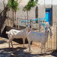 بز‌آمریکایی