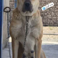 ماده الابای