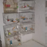 مولد و پرستار|پرنده|پاکدشت, پاکدشت (مامازند)|دیوار