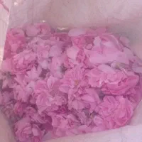 گل محمدی