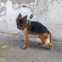 ژرمن شپرد اصیل کلاس A|سگ|رودهن, |دیوار