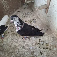 فروش دو جفت کفتر ذات درست|پرنده|مشهد, چهارچشمه|دیوار