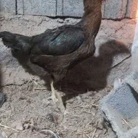 تیرچه مهندسی ۶متری مرغ|حراج|سراب, |دیوار