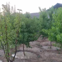 باغ 1000 متری در گنبدواز|فروش خانه و ویلا|مشهد, گنبدواز|دیوار