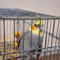 عروس هلندی