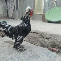 خروس طبیعی جوان خوشکل وسنگین