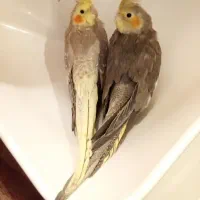 عروس هلندی جوجه