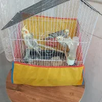 عروس هلندی با قفل