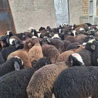 فروش بره نر اصیل شال